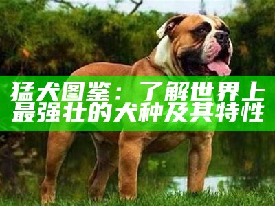 猛犬图鉴：了解世界上最强壮的犬种及其特性