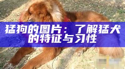 猛狗的图片：了解猛犬的特征与习性