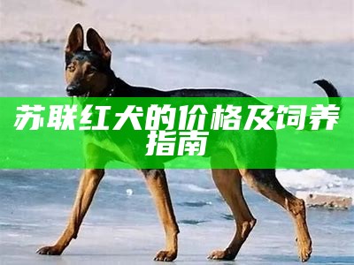 苏联红犬的价格及饲养指南