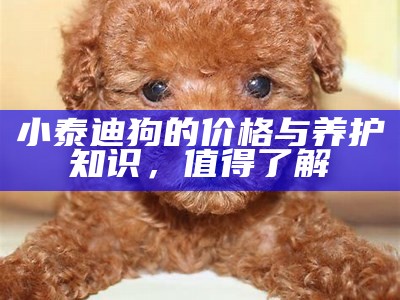 小泰迪狗的价格与养护知识，值得了解