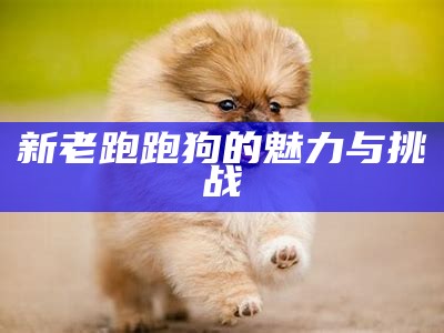 新老跑跑狗的魅力与挑战